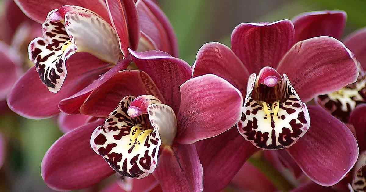 Орхидея в доме приметы и суеверия