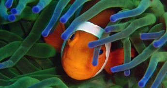 Рыба-клоун – друг актиний: интересные факты о рыбе-клоуне