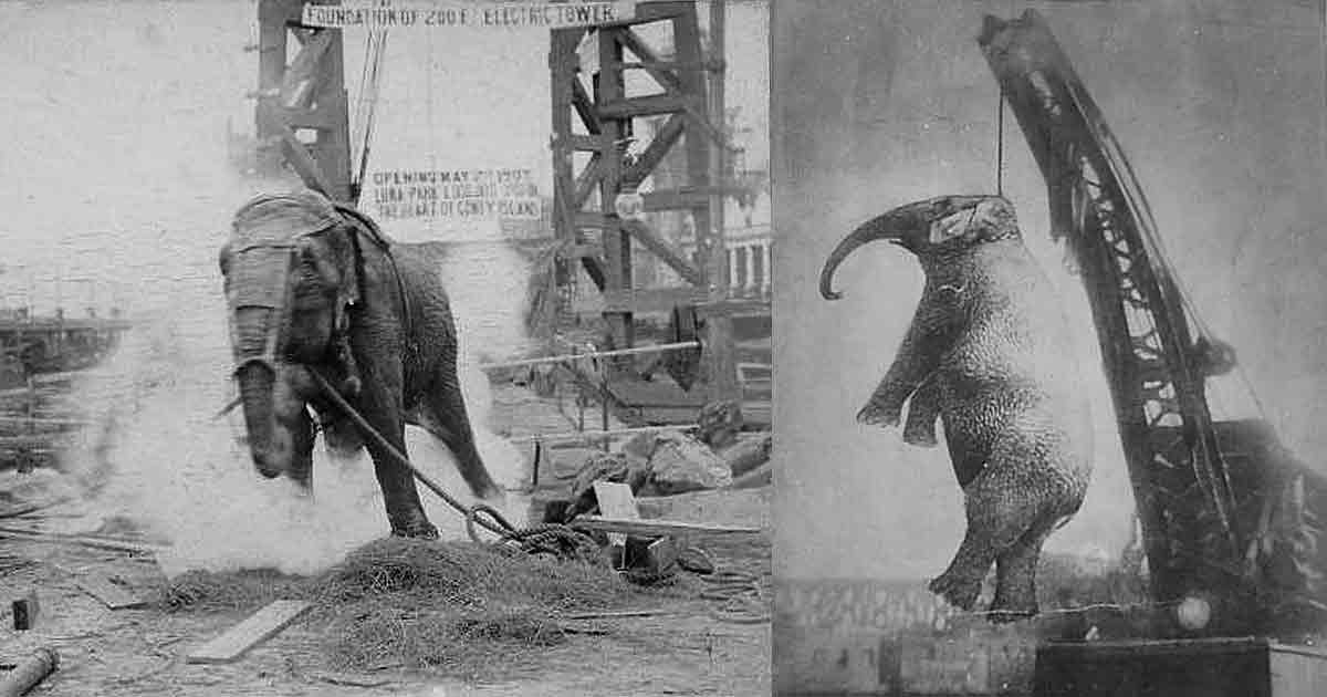Как и за что в Соединённых Штатах в XX веке казнили слонов